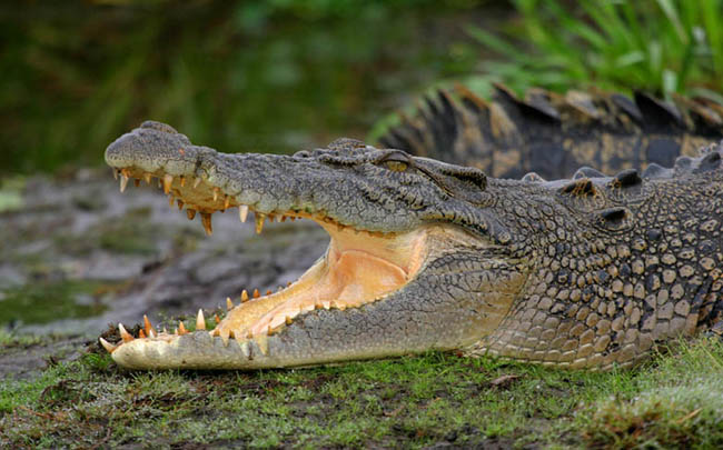 Dangerous Crocodile